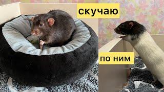 Скучаю по Татошке и Емельке и всем ушедшим крысам. #rat #animal #животные #крысы