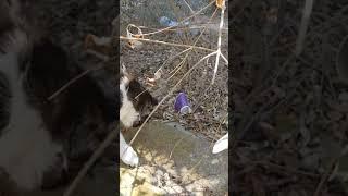 Милый кот мяукает Мяу  Nice feral cat Meow बिल्ली Lustige katzen  Gatos engraçados graciosos  Chats