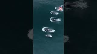 Watch Dozens Of Majestic Orcas Make Rare Appearance Near Monterey Bay