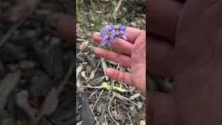 Blue Eyed Grass Sisyrinchium albidum #nativeplant #grownatives #garden #canadiangardening #gardening