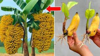 Best method to grow Banana Aloe vera, Mango, Lemon , Orange, Apple etc #livestream #live