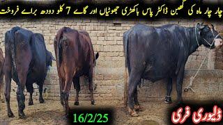 Noorshah ki pehan bakhri jhoti or cross gay for sel|باکھڑی جھوٹیاں اور گاے|Earn from buffalo