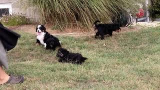 Mini Bernedoodle Puppies For Sale