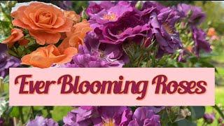 Ever Blooming Roses