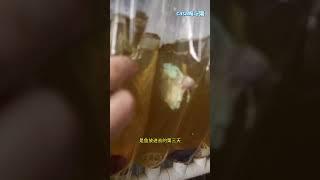 回收破尾烂尾烧尾的泰国斗鱼Recycling Thai fighting fish with broken, rotten, and burnt tails