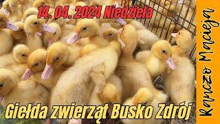 Giełda zwierząt Busko Zdrój 14.04.2024  #366 [4K]