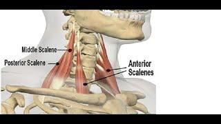 Two Minutes of Anatomy: Scalenes