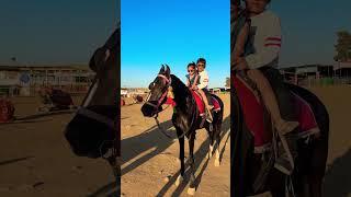 Horse video  | #horse #horses #ghoda #cutebaby #ytshorts #viral #trending #shortsfeed #ytvideo