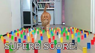 Alvi cat : obstacle challenge