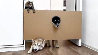 Jump or Crawl? Dogs Husky and Cats Overcoming an Increasing Obstacle