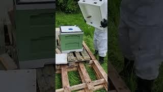 Moving a swarm of honey bees into a new hive. (part 3)