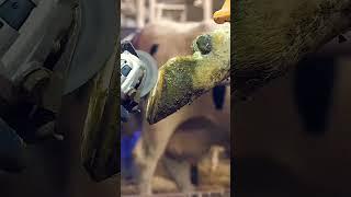 Функциональная или лечебная? #ветеринар #ферма #hooftrimming #корова #животные #сельскоехозяйство