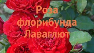 Роза флорибунда Лаваглют  флорибунда роза Лаваглют обзор: как сажать, саженцы розы Лаваглют