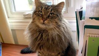 How I Adopted A Siberian Cat: What You Didn’t Know