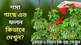 শসা গাছে এত ফলন কিভাবে দেখুন? মাত্র ১ দিনে দিনে কি হয় দেখুন - শসা চাষ পদ্ধতি