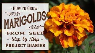  How to Grow Marigolds from Seed (A Complete Step by Step Guide)