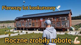 1 LOT KONKURSOWY - SŁAWA 137KM️ JEST SZPICA, ROCZNIAKI ZROBIŁY ROBOTĘ  Gołębie Pocztowe