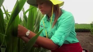 Experience Purdue Agriculture: Sarah Dietrich