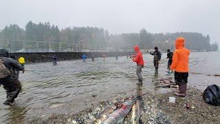 Catching Chum Salmon Near the Hatchery | Tri Nguyen