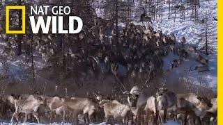 Living with Reindeer | Polar World