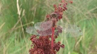 Ruddy Darter at the WWT Steart Marshes reserve