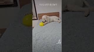#goldendoodle #강아지브이로그 #puppy #대형견 #골든두들 #두들 #풍선놀이 #사고뭉치 #리트리버 #스텐다드 푸들
