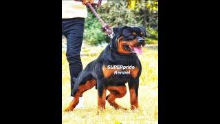 Super king  size Rottweiler male super pride kennel