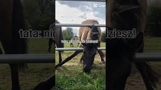 Bye  #horse #synthmagic #equestrian #synthriders #showpony #synthfam #love #thatsynthshow #edit