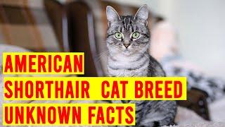 American Shorthair Cat Breed Everything You Need To Know/ All Cats