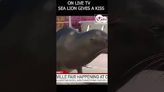 Watch: Sea lion gives NewsChannel 9's Leslie Dominique a kiss!