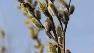 Albine pe zălog\salix cinerea