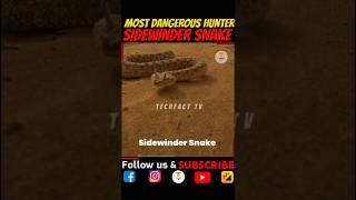 Most Dangerous Desert Hunter Sidewinder SnakeVideo#454 #shorts #mostdangerous #snake #sidewinder