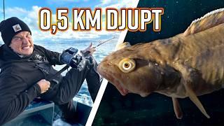 DEEP SEA FISHING at 0.5km DEPTH – and Under a Kitchen Counter?!