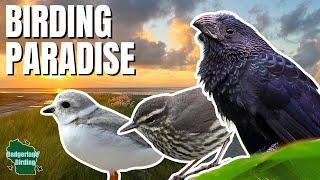 EPIC Birding on South Padre Island in the Rio Grande Valley!