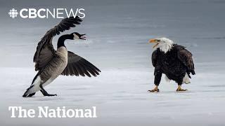 #TheMoment a brawl between a Canada goose and bald eagle was caught on camera