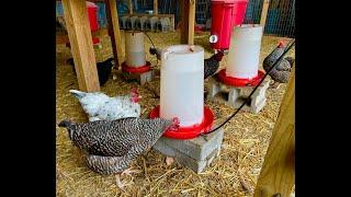 Product Review: Farm Innovators 3-Gallon Heated Poultry Waterer