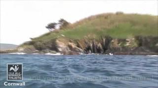 Looe Island Nature Reserve - Cornwall Wildlife Trust Nature Reserve