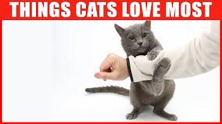 11 Things Cats Love the Most