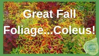 Coleus in Autumn: Unexpected Fall Foliage