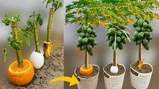 Simple Method How To Grow Papaya Trees From Papaya Branches in Banana Eggs and Orange