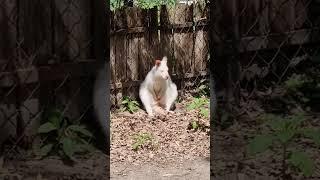 Zoo - White Kenguru - Albino Kenguru