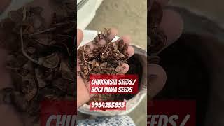 #Chukrasia seeds #Chikrasiya tabularis#Bogi poma seeds any kind of seeds AVL #farming #agriculture