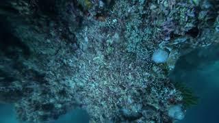Diving in  Pamilacan Island With Octopus Like a Rock