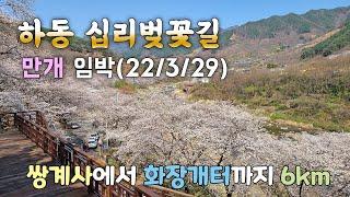 하동 벚꽃 만개 임박 | 하동 십리벚꽃길 | 우리나라 최고의 벚꽃길 | 22/03/29 촬영