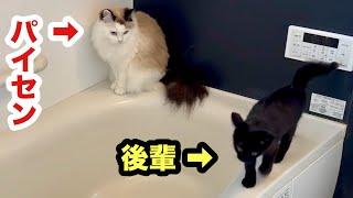 先住猫に従う保護子猫ムサシくん