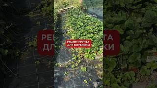 Рецепт грунта для клубники #питомникрастений #клубника #земляникасадоваякрупноплодная #грунт