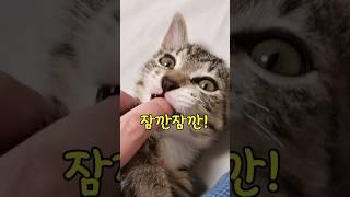 애교많은 개냥이 고양이품종 TOP7