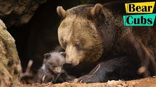 Grizzly Bear Mother Protects Her 3 Tiny Newborns Cubs