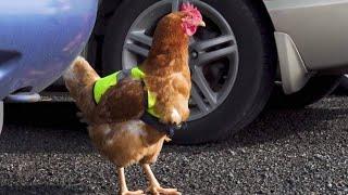 Hi-vis chicken becomes parking warden at preschool - Kea Kids News