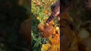 How we grow ginger and turmeric in our backyard! #growyourownfood #gardenharvest